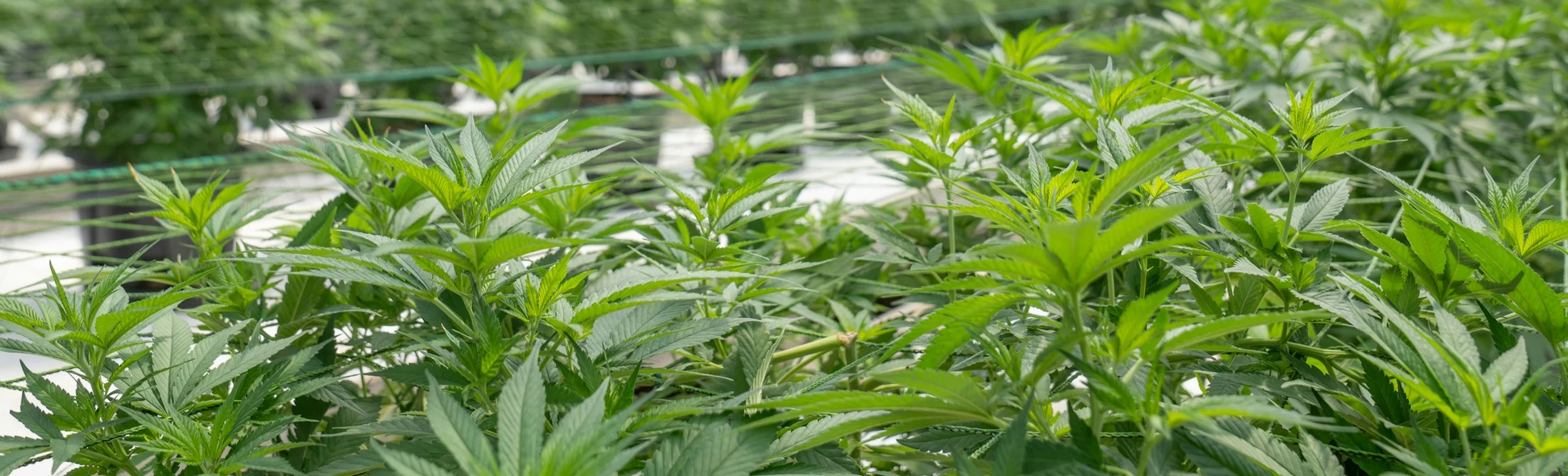 Cannabis plants growing in a working greenhouse